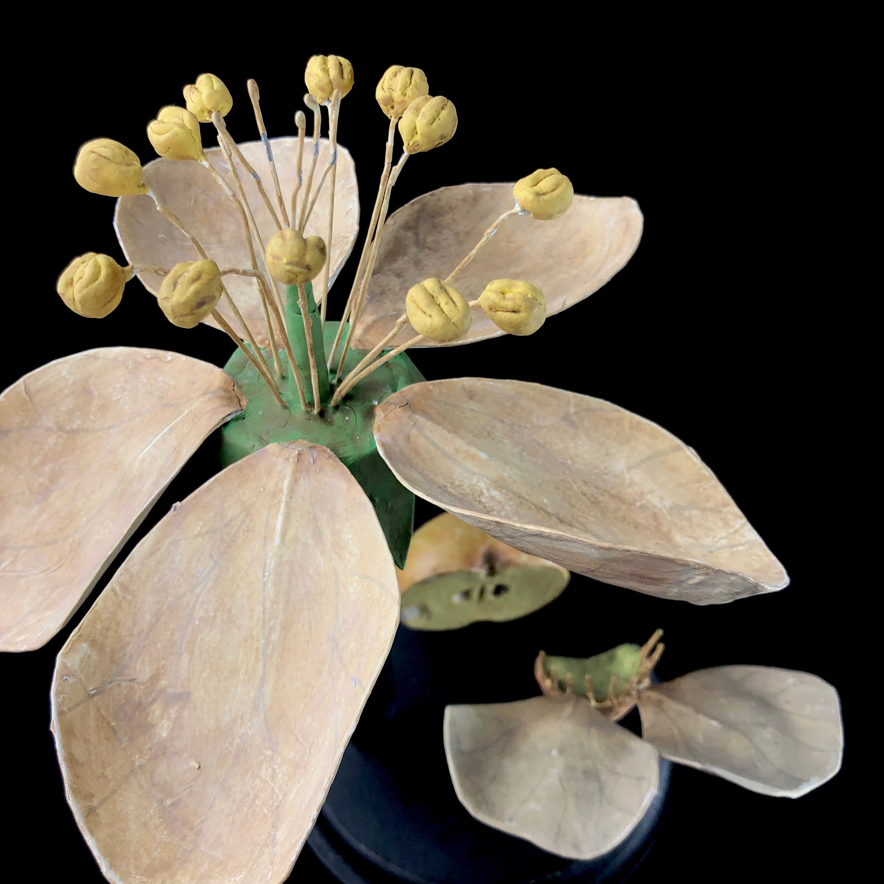 Detail view of Apple Flower Study Model