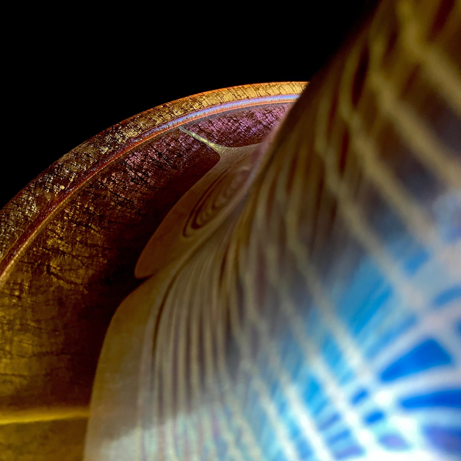 Close-up of a feather with a blurred background