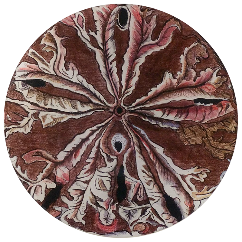 Front view of Round Urchin Tray