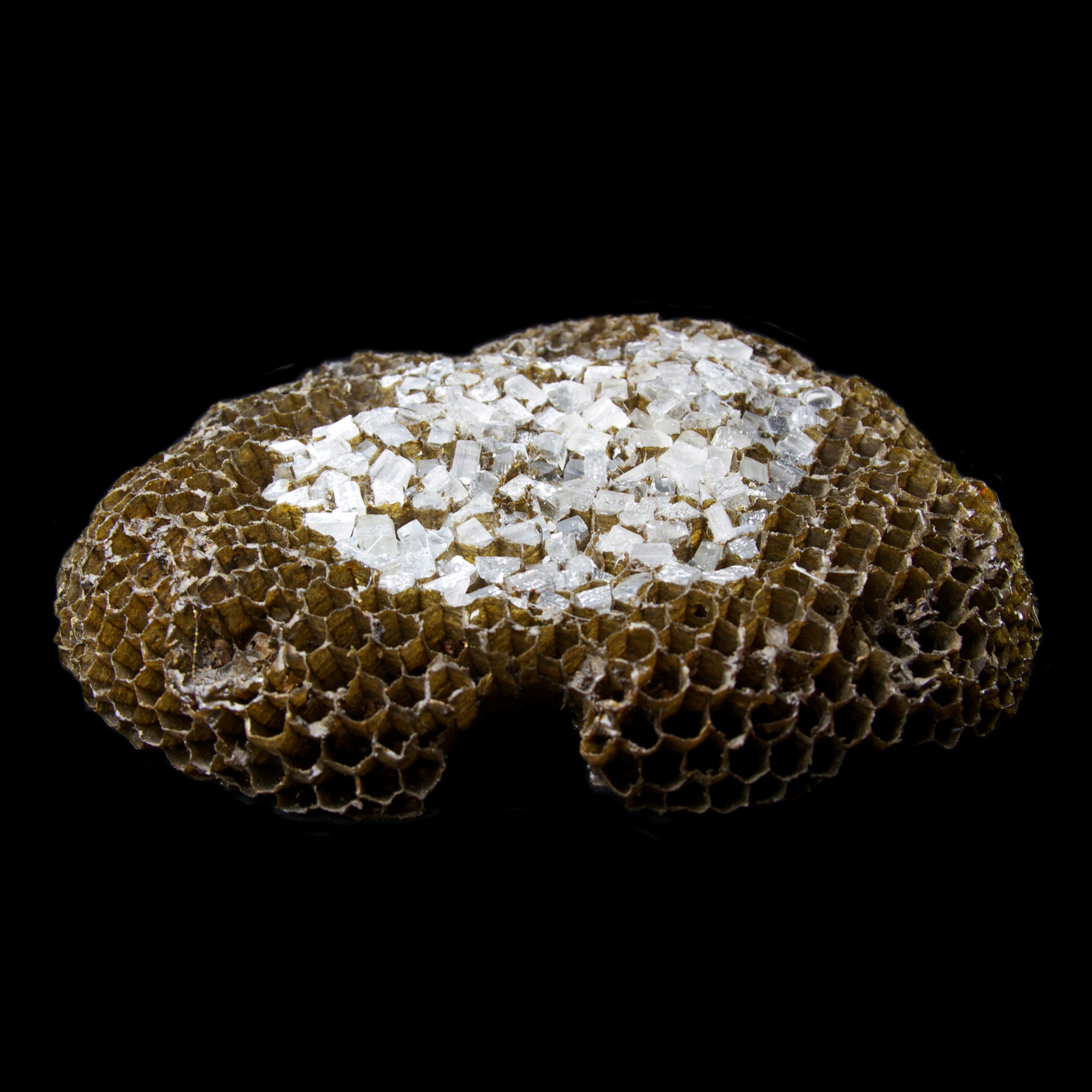 Side view of Paper Wasp Comb glass sculpture