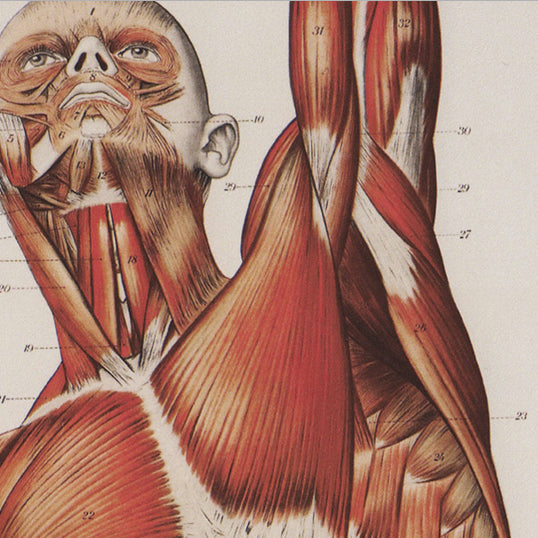 Detail view of the muscles of the neck, chest and ribs with vibrant red color