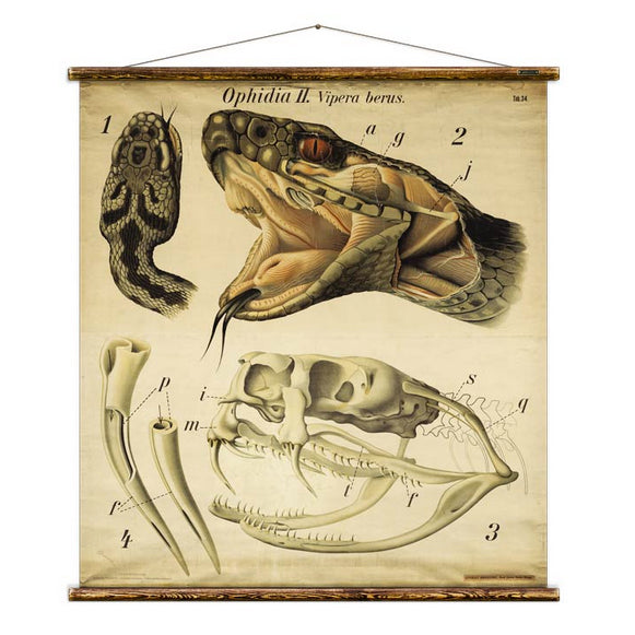 Educational Scientific Chart with Snake Anatomy drawing by Pfurtschuller