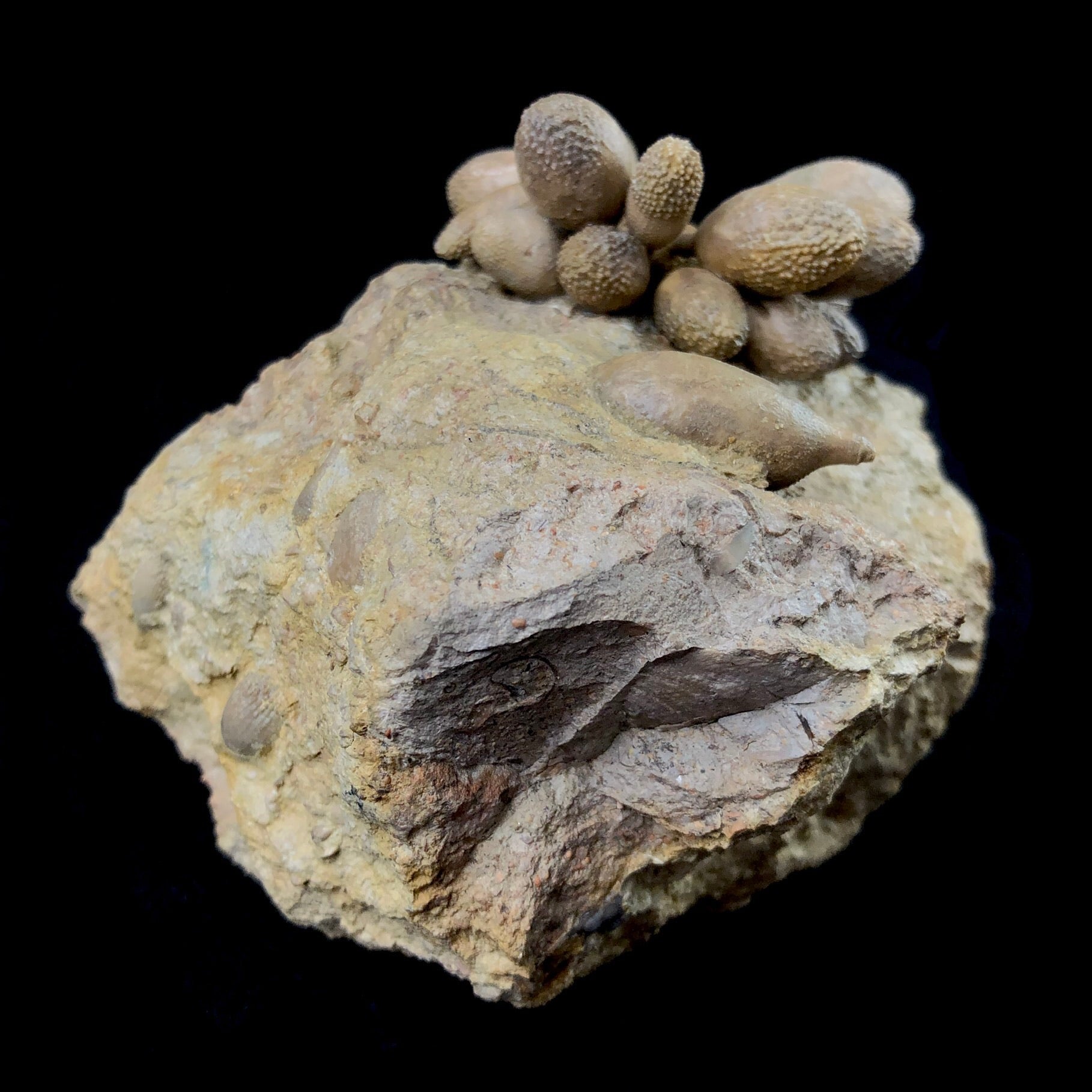 Club Urchin Fossil 1