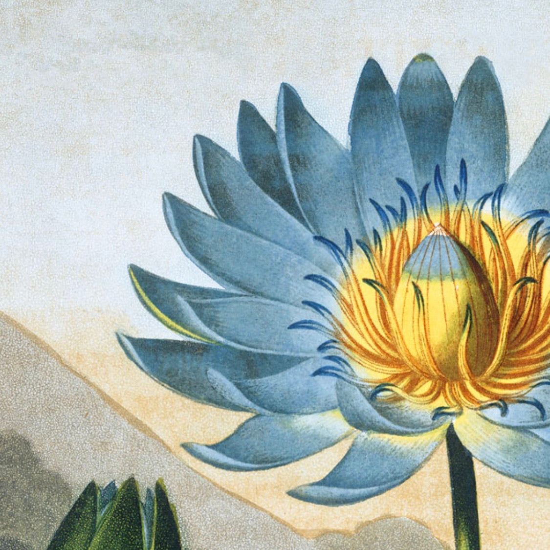 Detail view of blue and yellow colors of open Water Lily Bloom