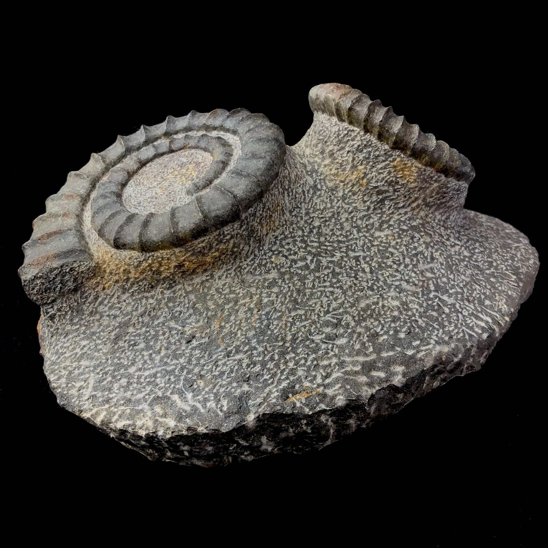 Side view of Uncoiled Ammonite Fossil