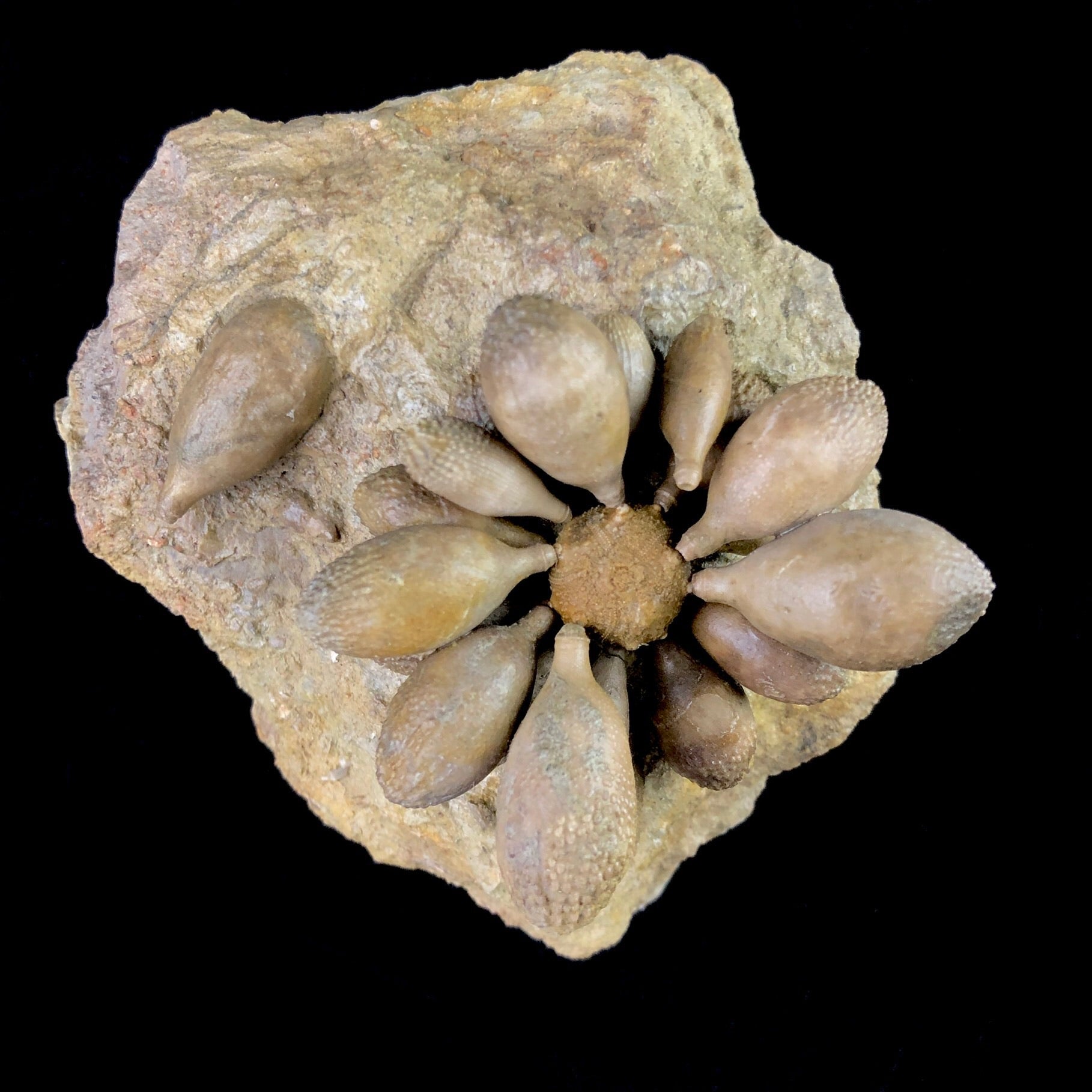 Alternate top view of Club Urchin Fossil