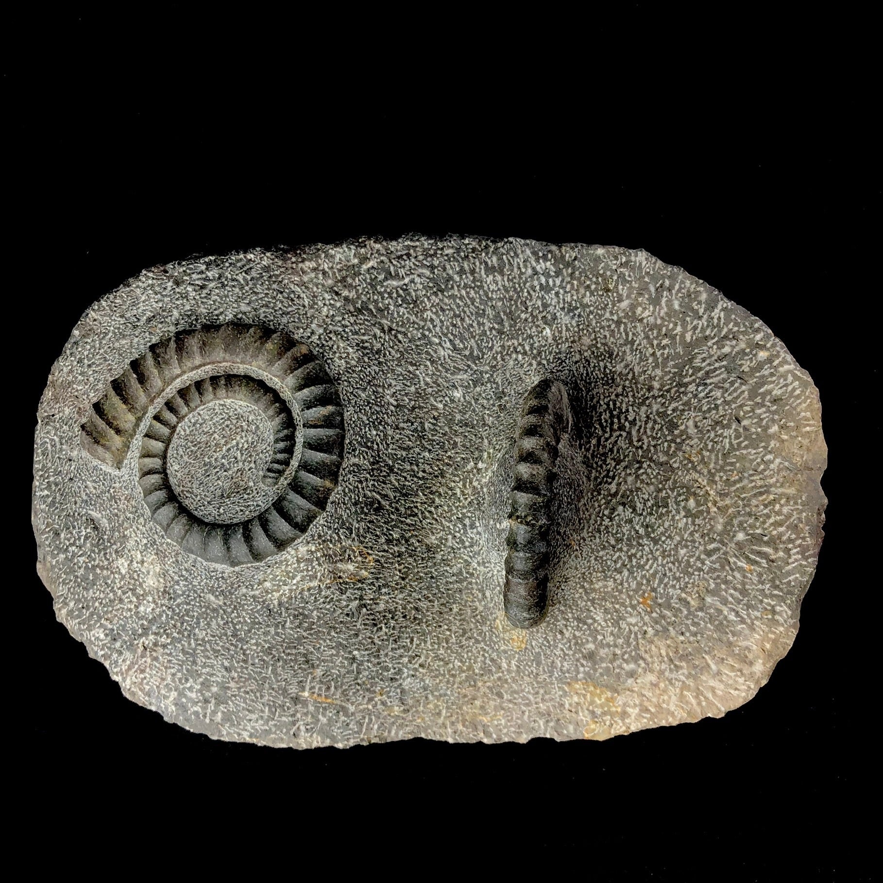 Top view of Uncoiled Ammonite Fossil