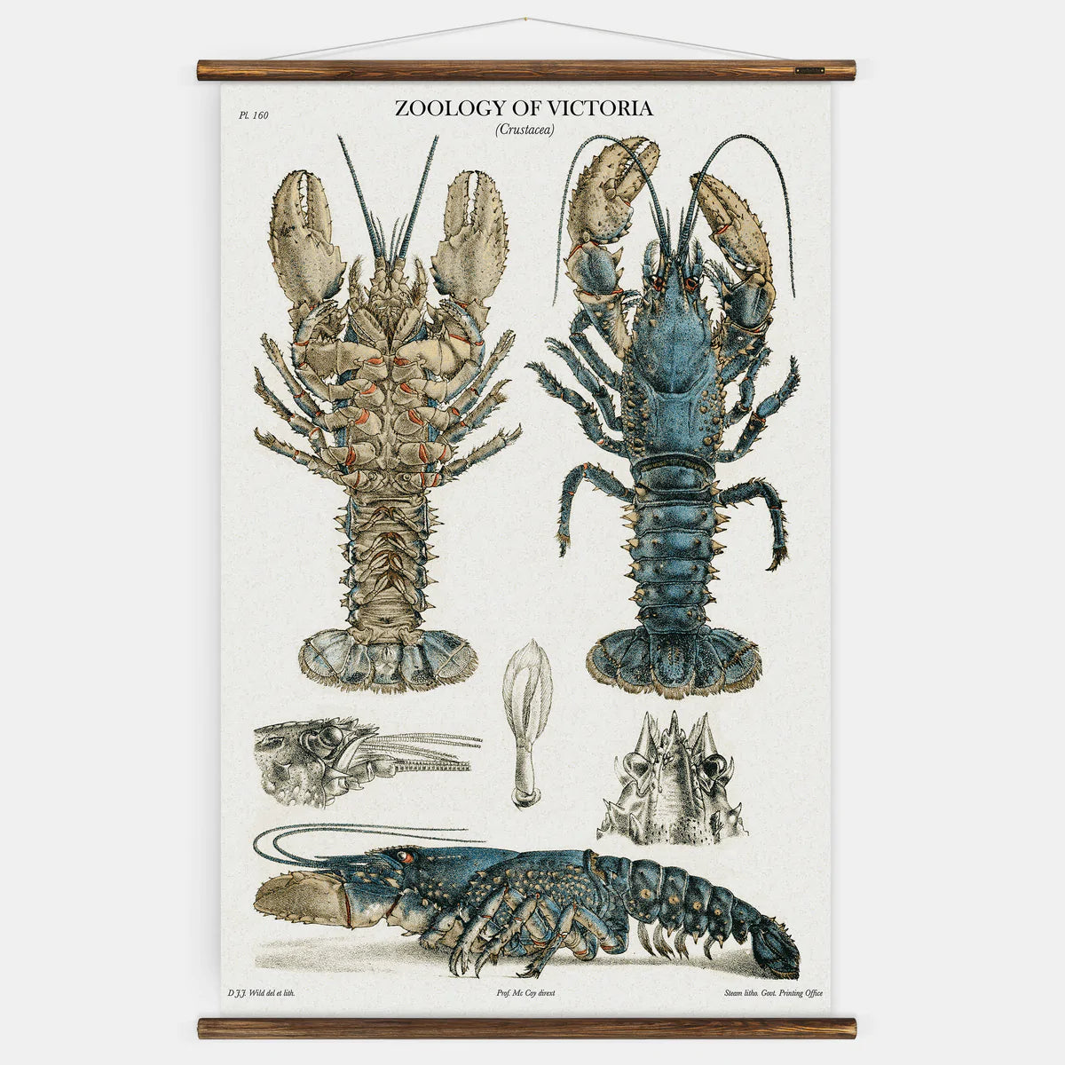 Full view of Crustacean Wall Chart