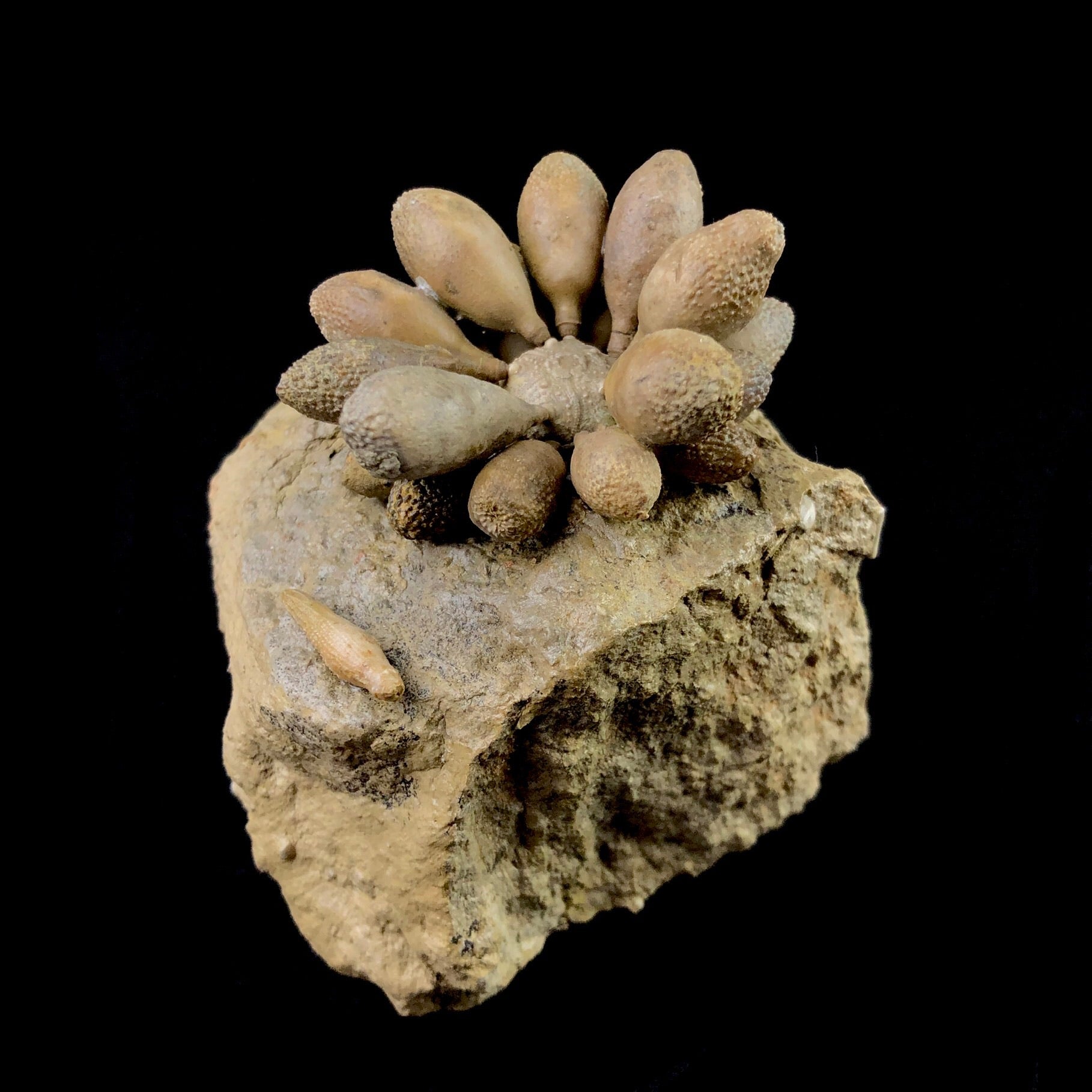 Side view of Club Urchin Fossil