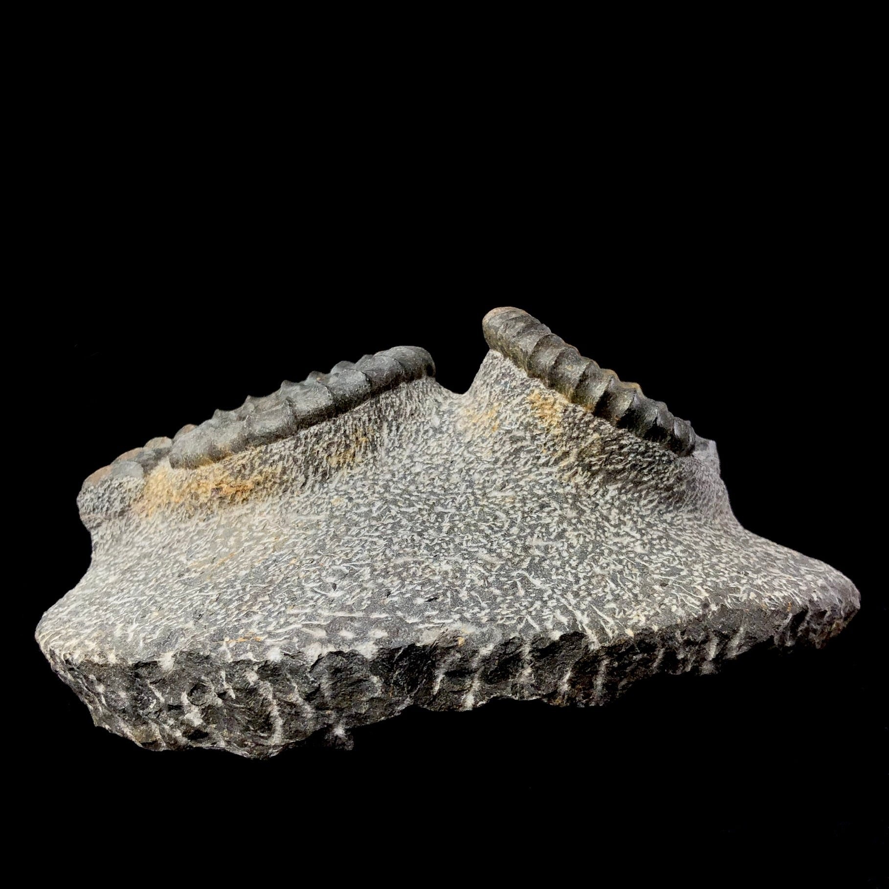 Back side view of Uncoiled Ammonite Fossil