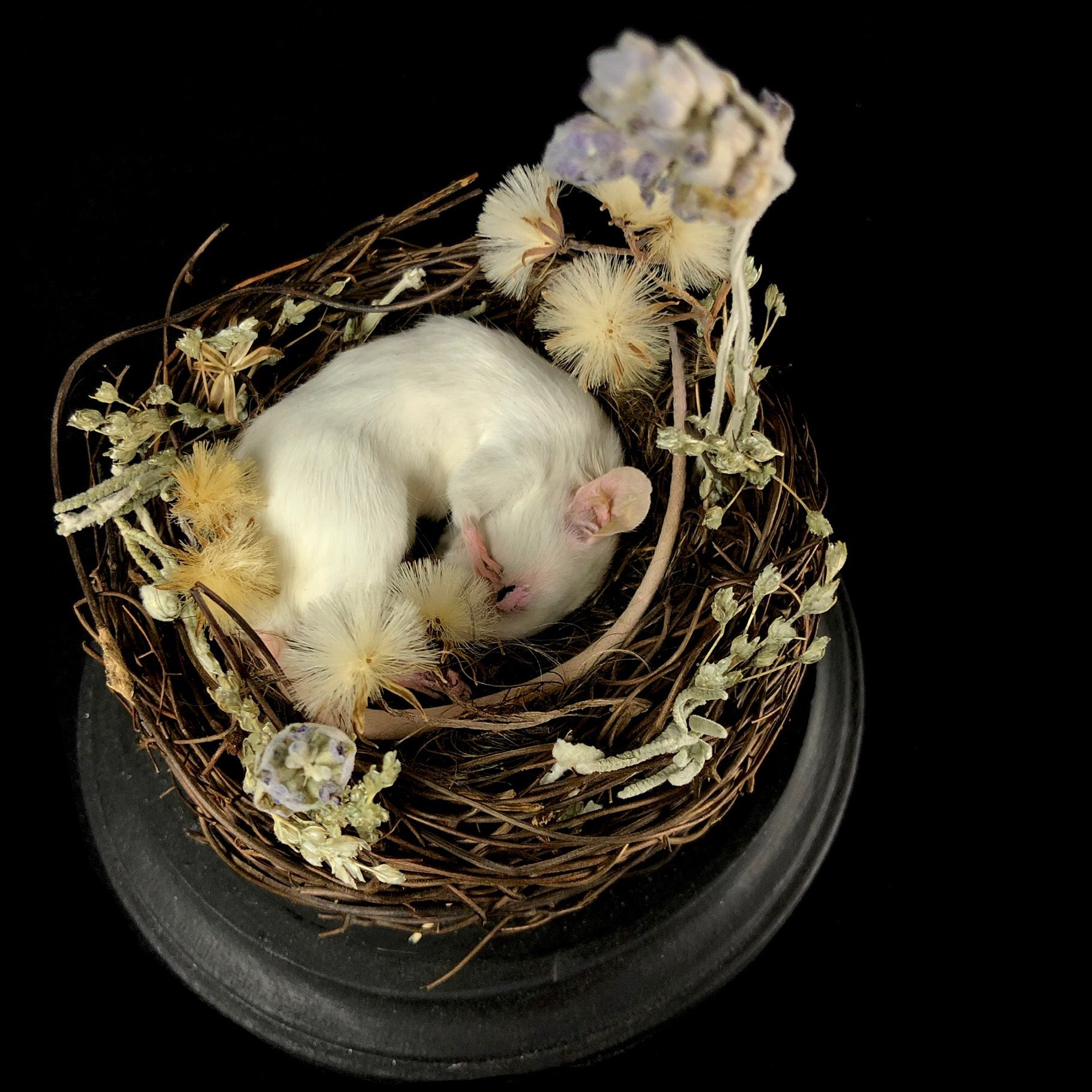 Top view of Sleeping Mouse in nest of display