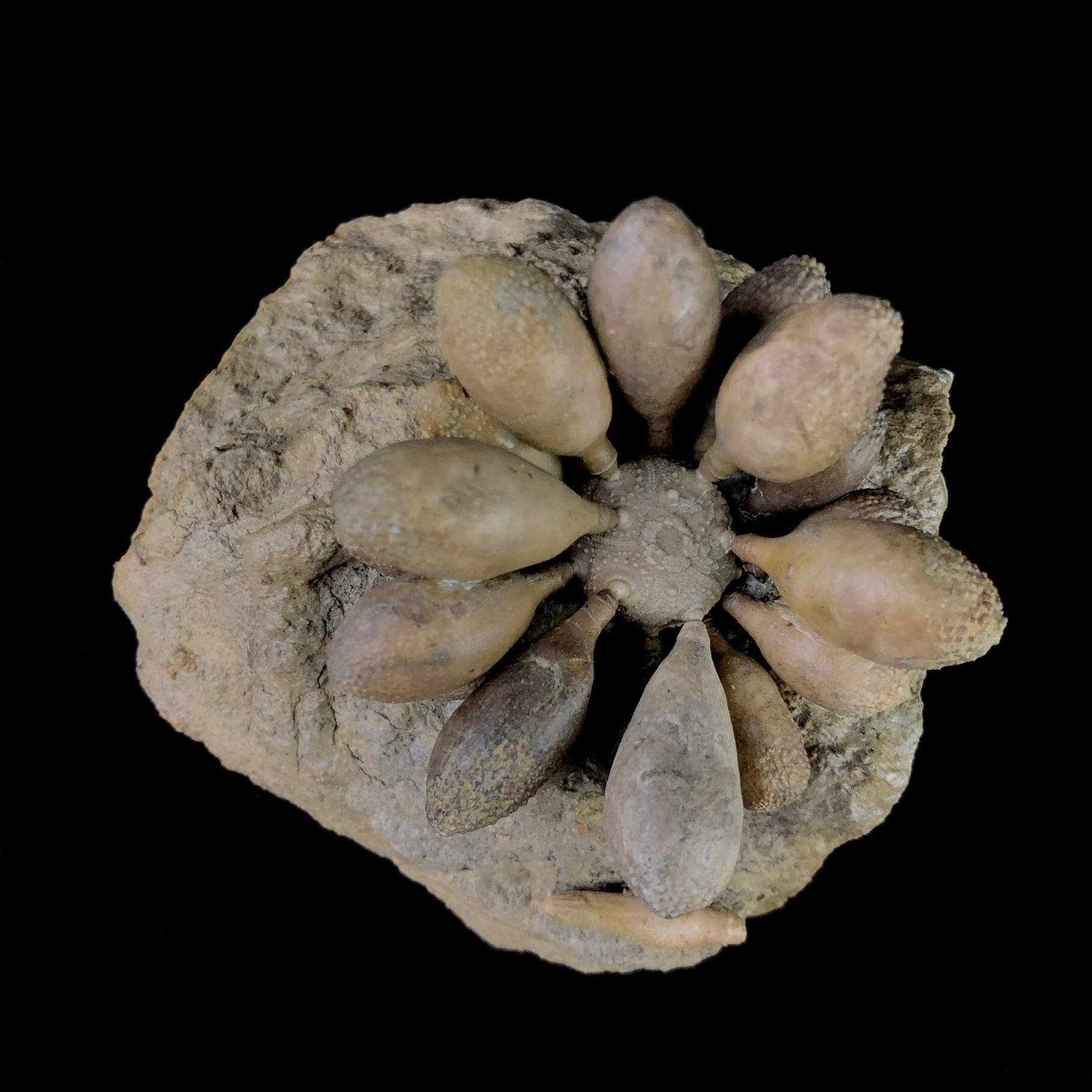 Alternate top view of Club Urchin Fossil