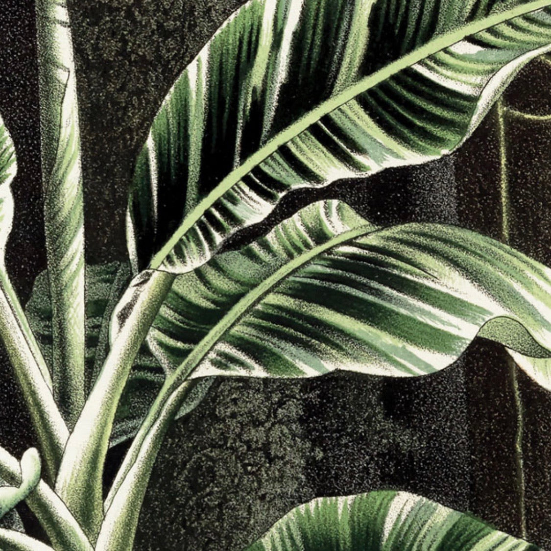 Musa Vitata Botanical Chart