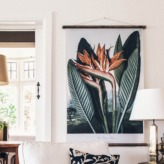 Bird of Paradise chart hanging on the wall in a living environment