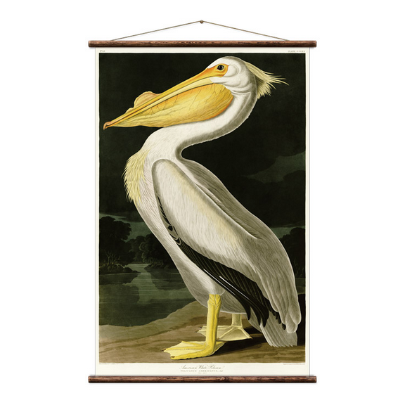 Full view of American Pelican wall chart