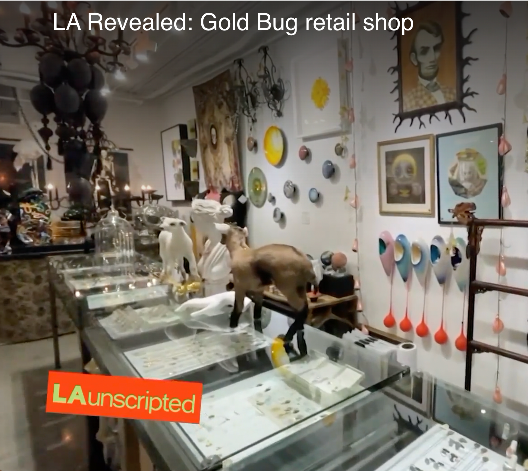 KTLA video segment "LA Revealed" on LA Unscripted: Gold Bug the Retail Shop