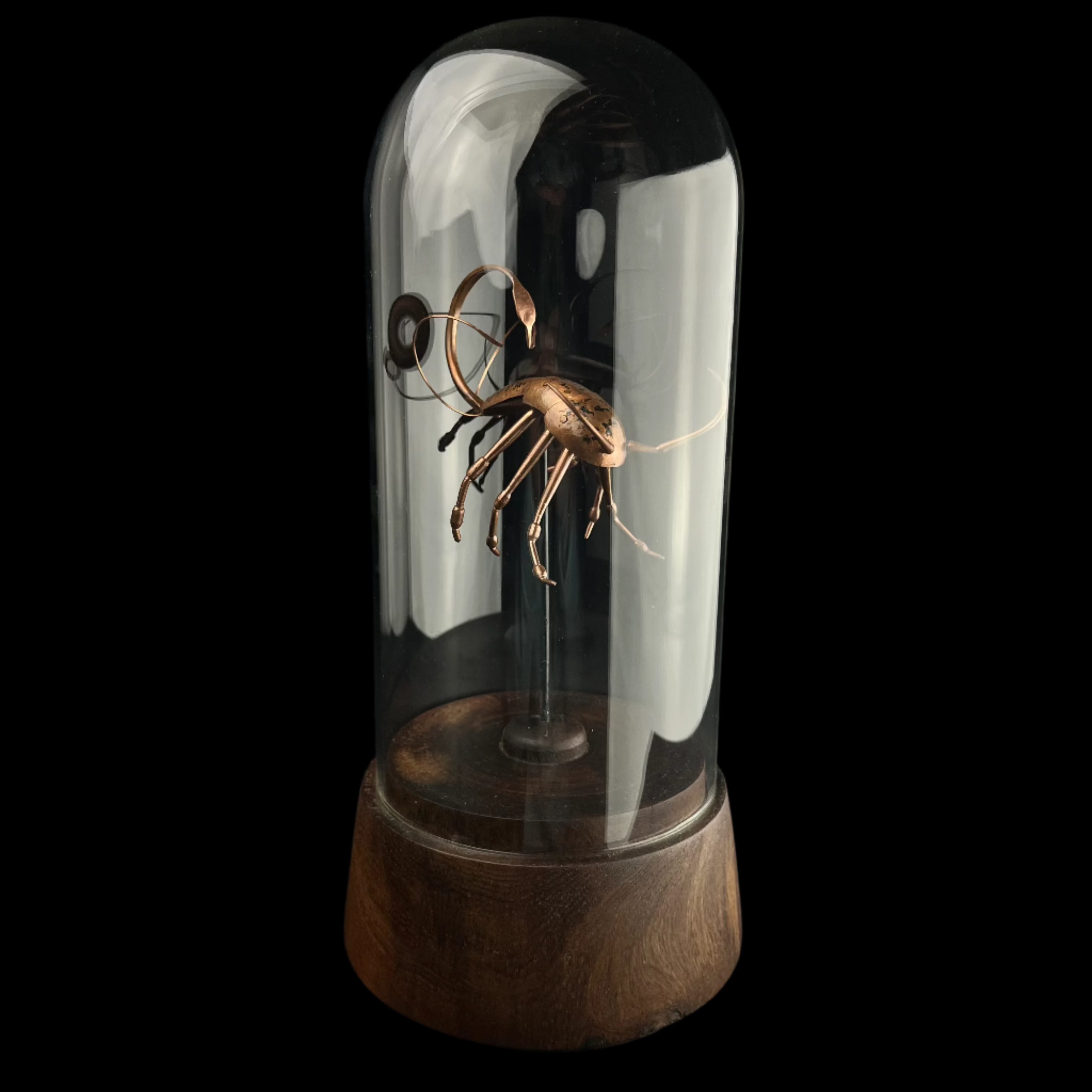 Shrimp link copper bug in glass dome