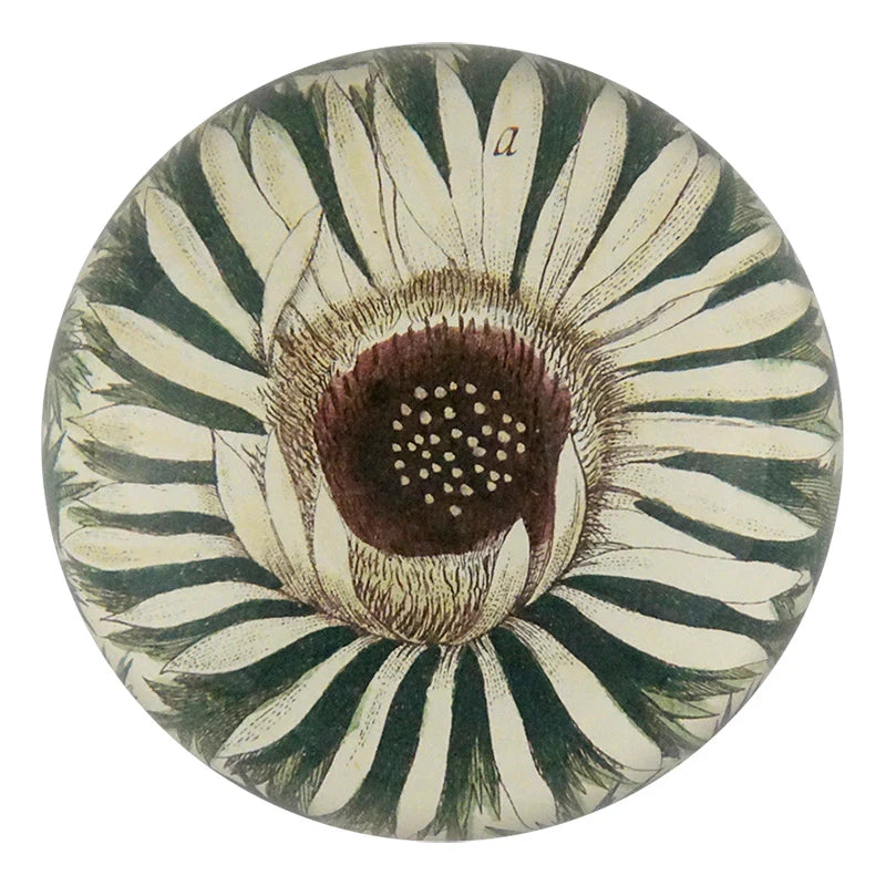 Decorative plate with a detailed illustration of a flower on a white background