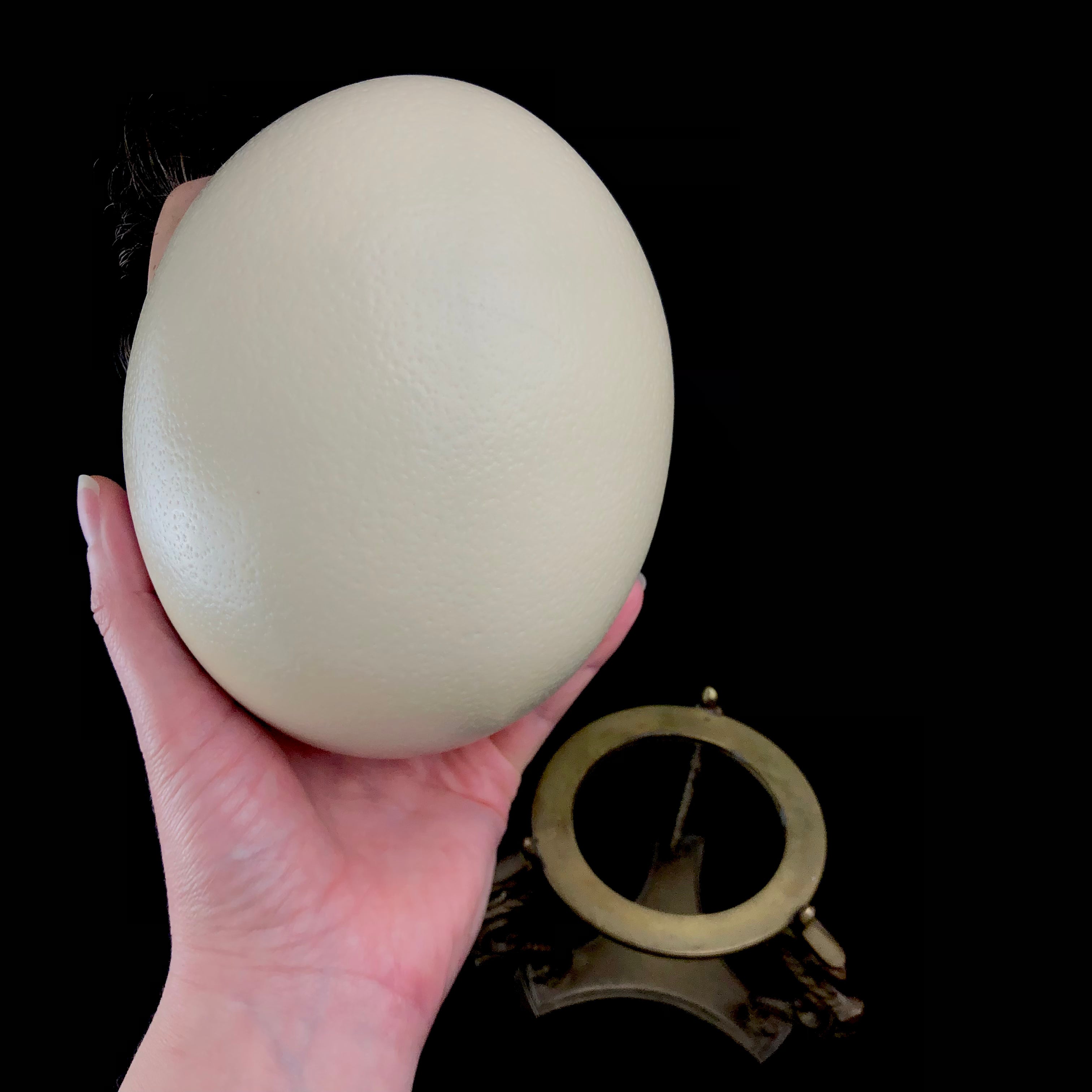Back view of Olly the Ostrich Egg in hand with brass stand behind