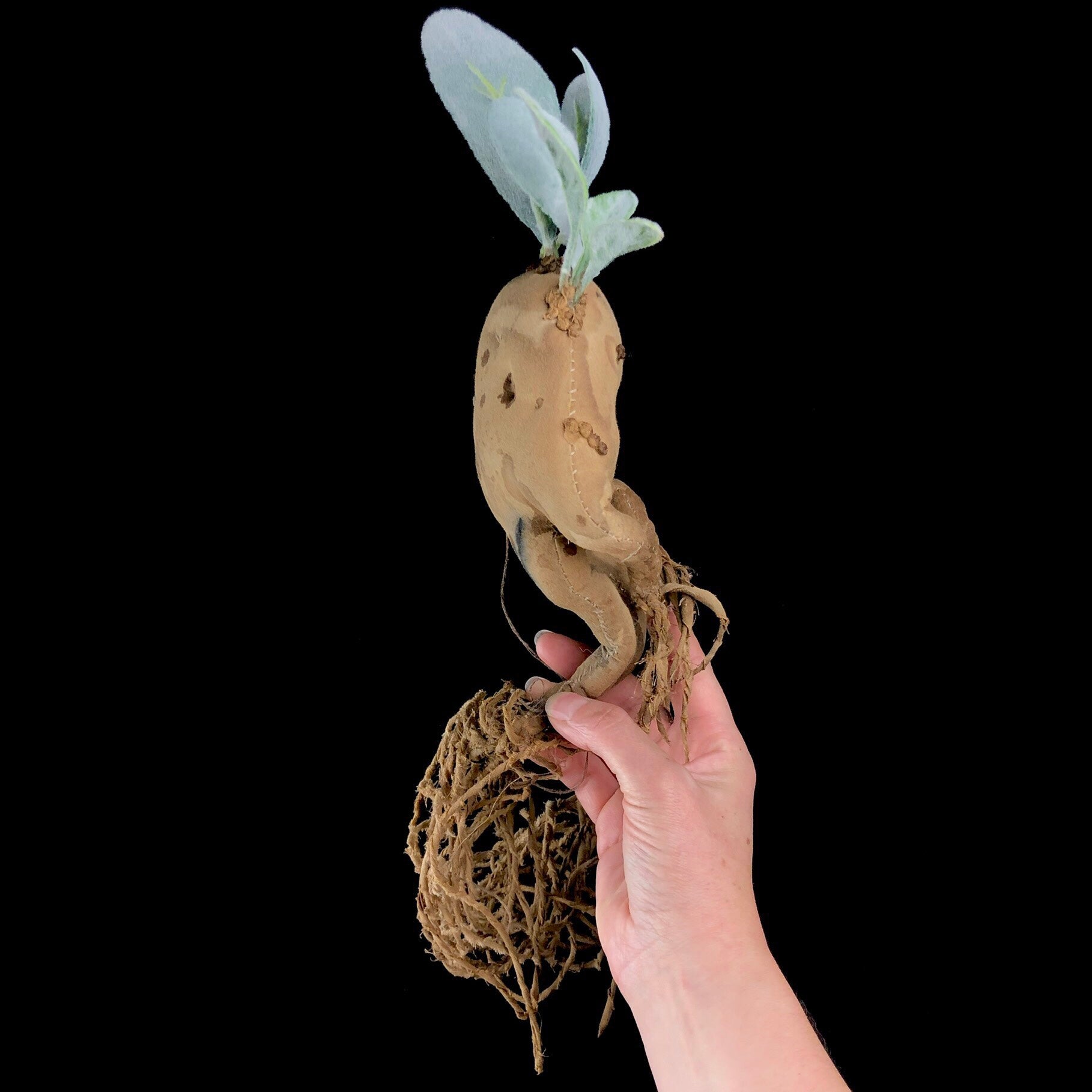 Side view of brown rootlike creature with green leaves on its head 