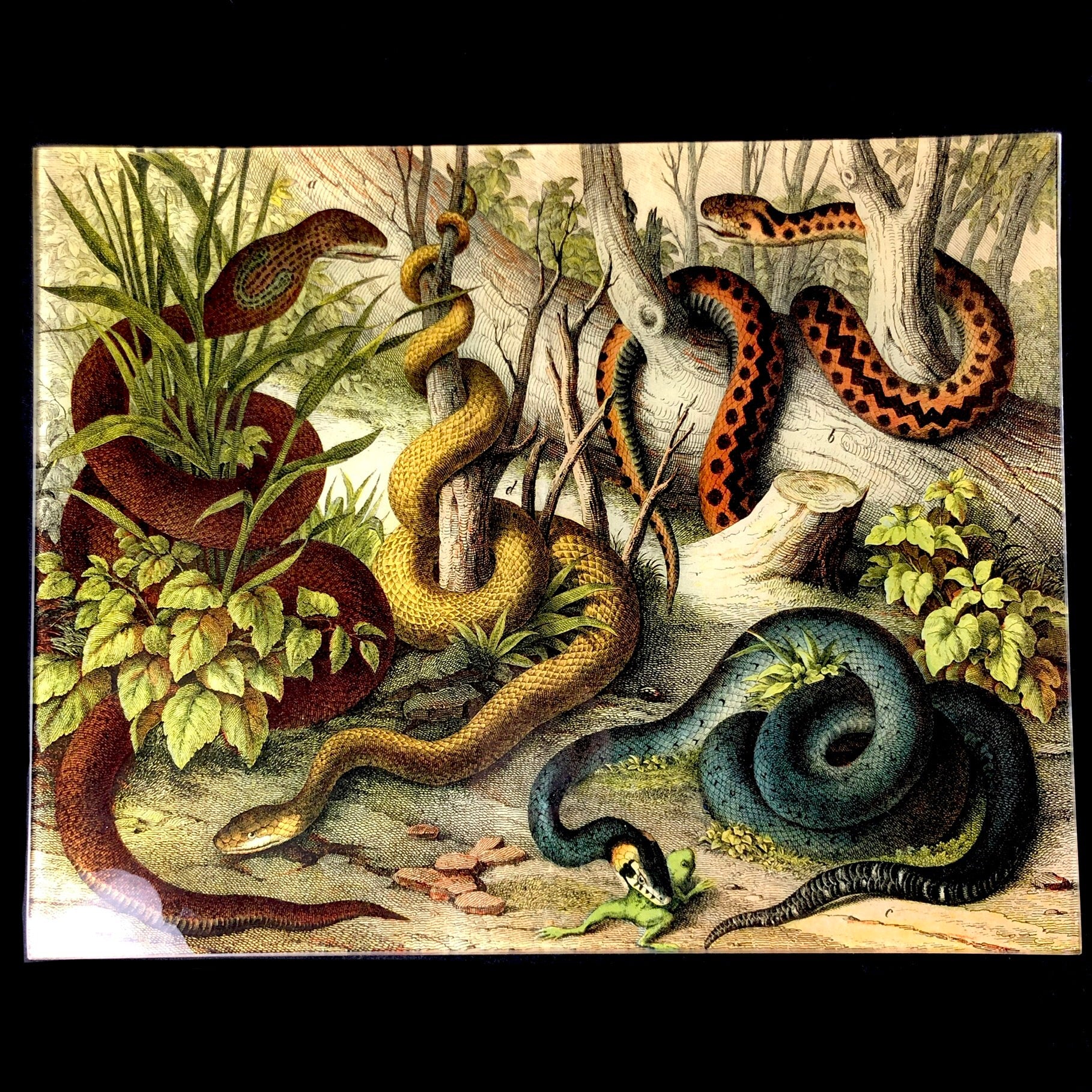 Front view of Rectangular Snake Tray