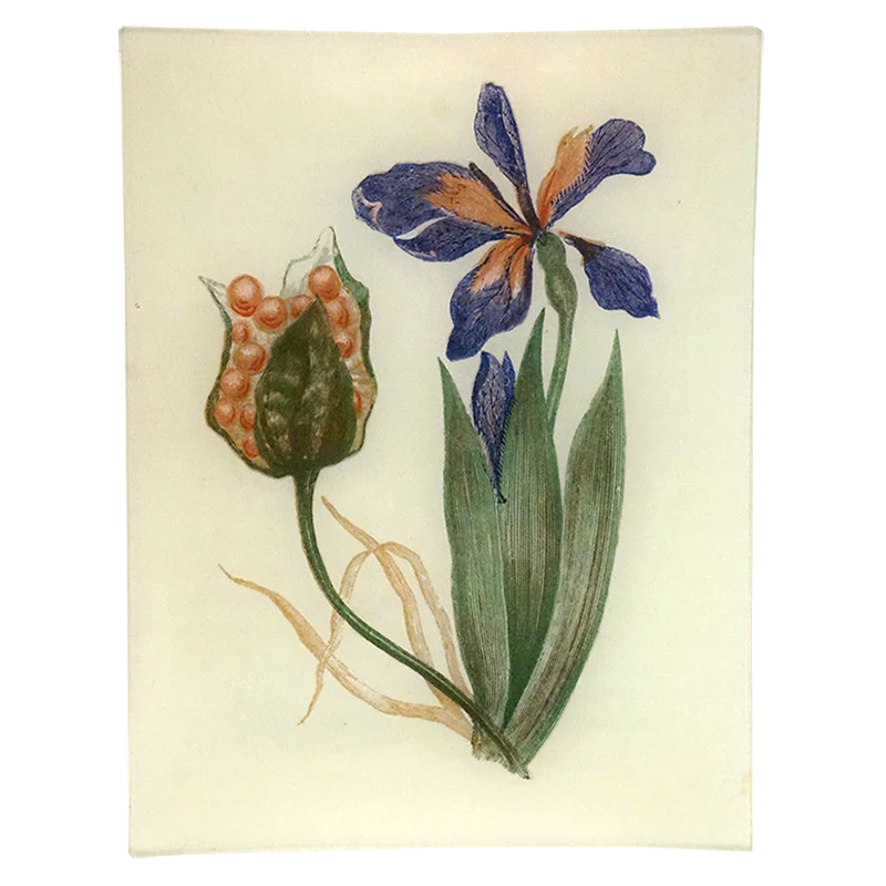 Front of Stinking Iris Flower Tray