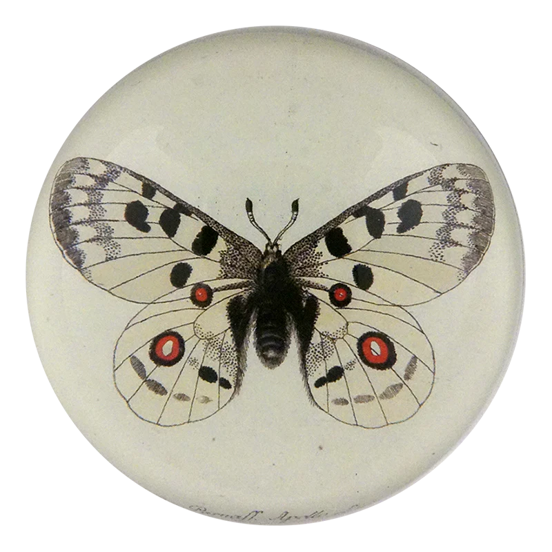 Butterfly illustration on a round white object