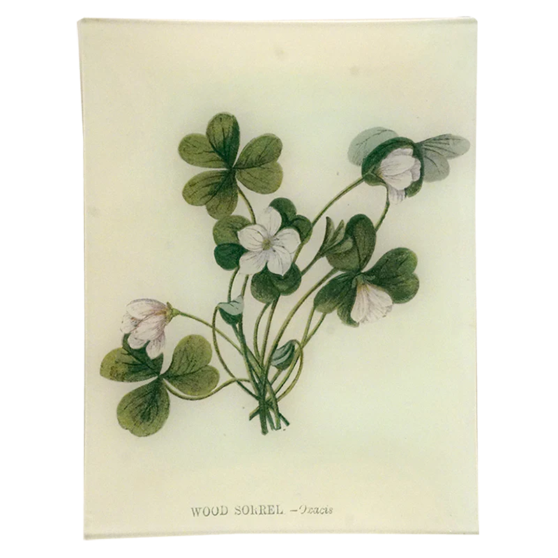 Front of Wood Sorrel Flower Tray