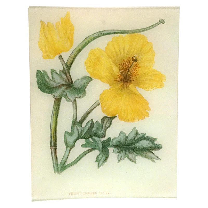 Front of Yellow Horned Poppy Tray