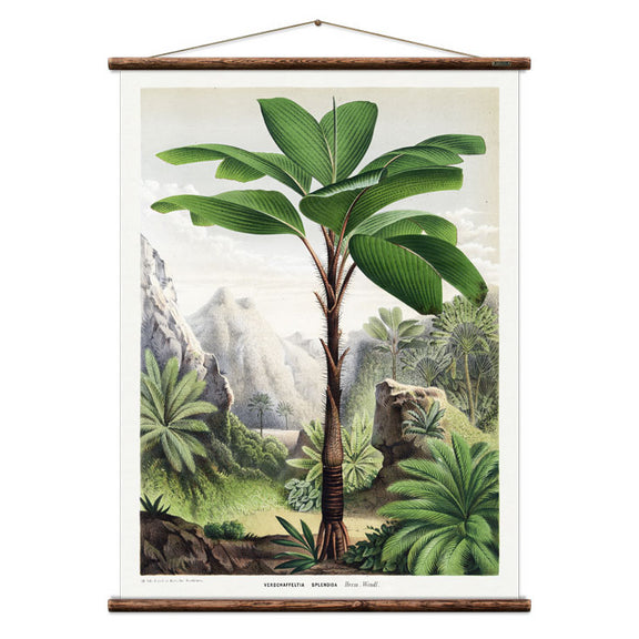 Full view of Flores palm wall chart