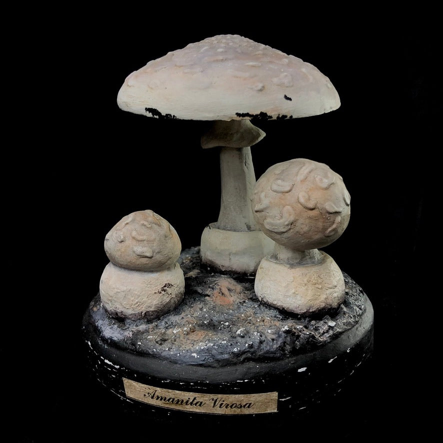 Front View of Paper mache amanita Virosa mushroom model measuring 5" tall and 5" wide at the base.