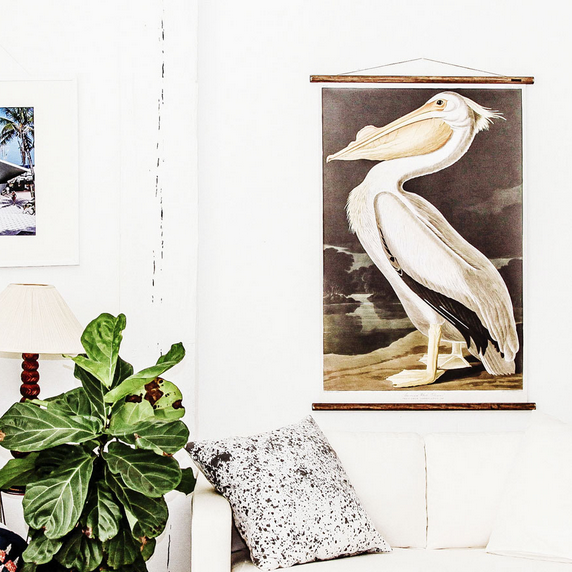 American Pelican chart hanging in living environment