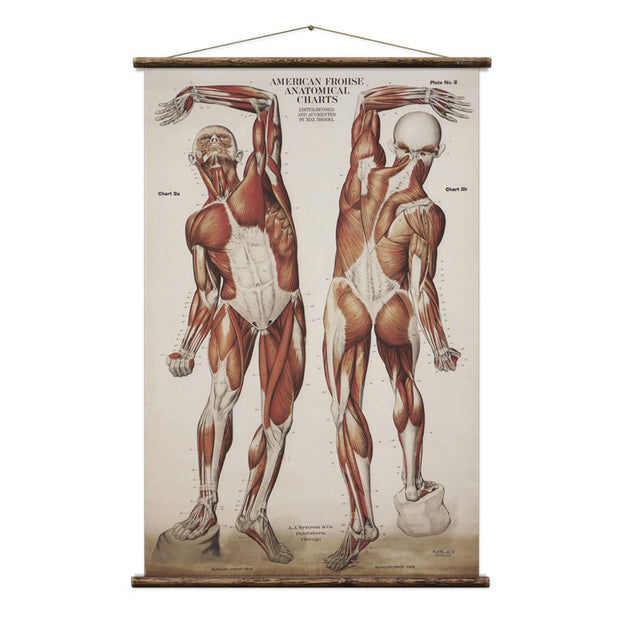 Full view of Musculature of the Human Body wall chart