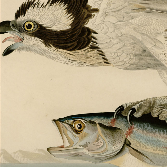Detail view of eyes of both the hawk and the fish its carries in its talands