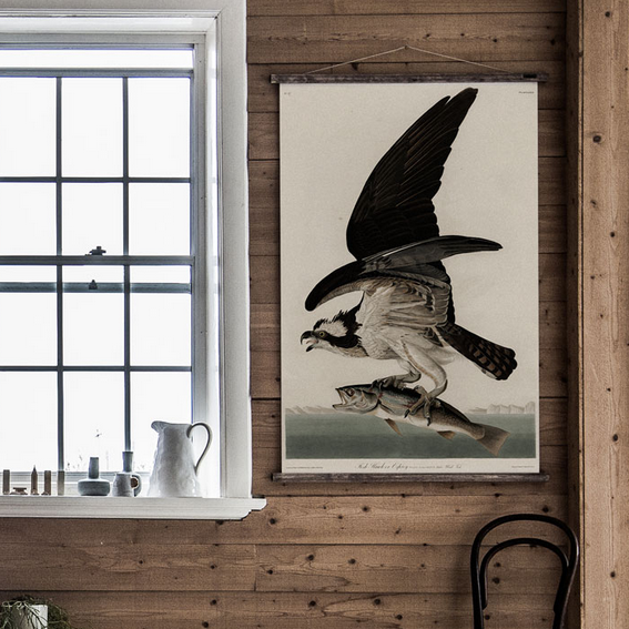 Hawk with Fish chart hanging in a living environment