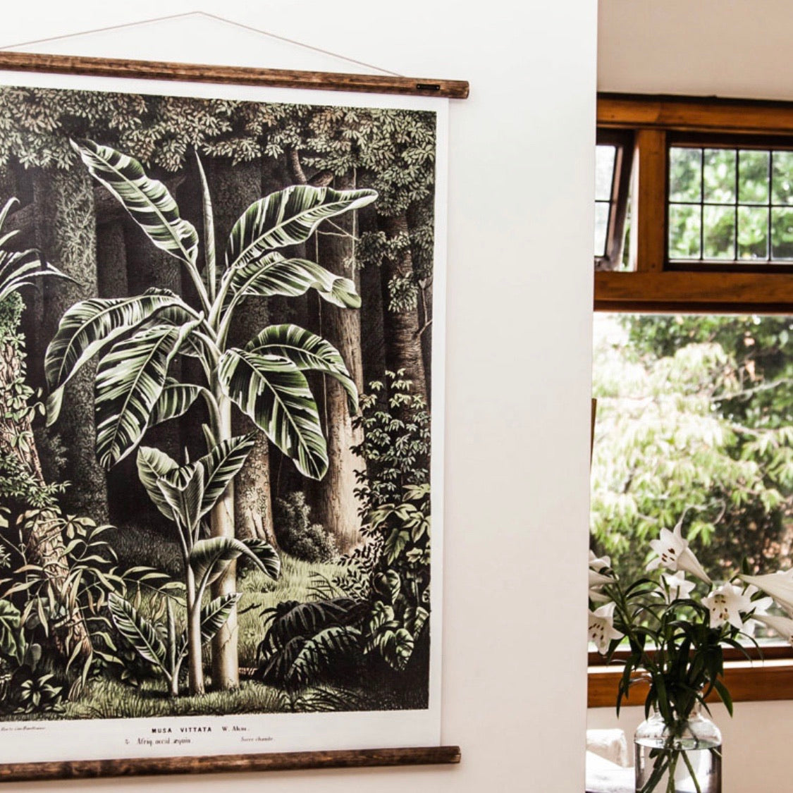 Musa Vitata Botanical Chart