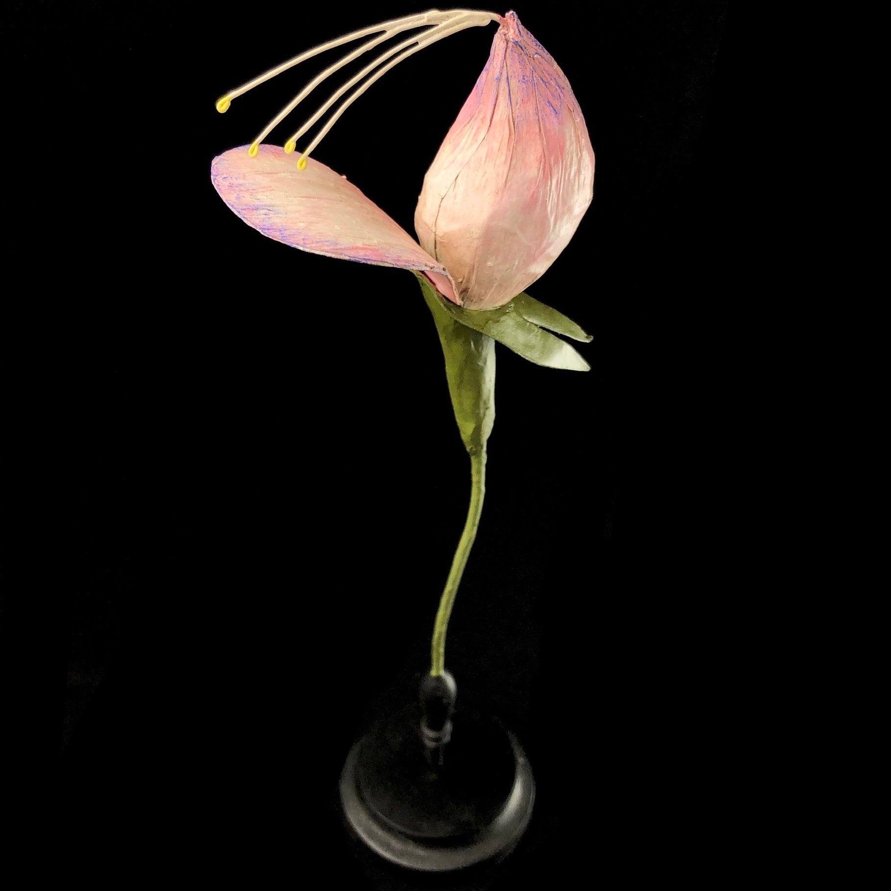 Front view of Pink Flower Study Model