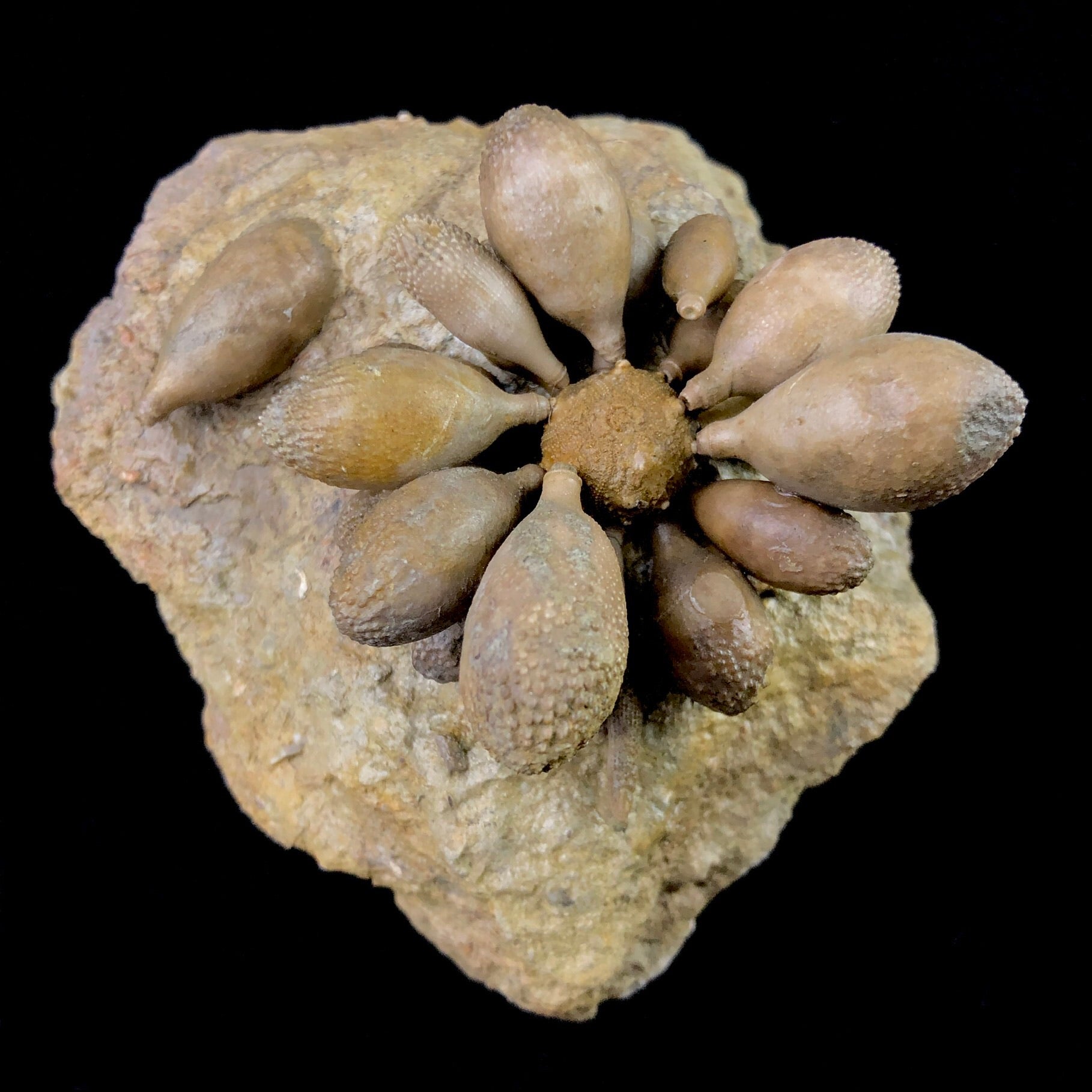 Top view of Club Urchin Fossil