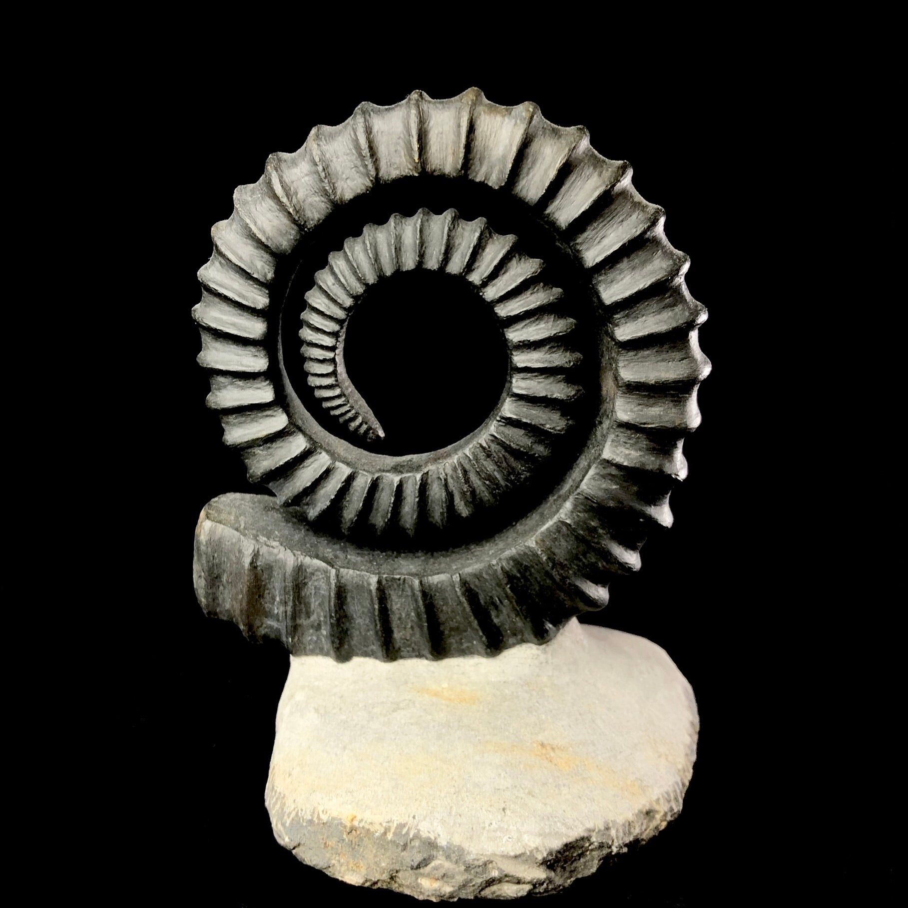 Front view of Uncoiled Ammonite Fossil 