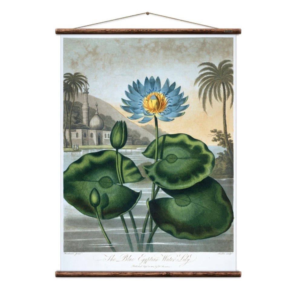 Full view of The Water Lily wall chart