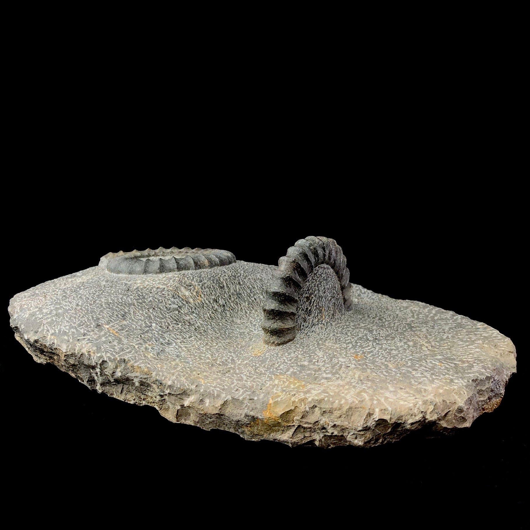 Side view of Uncoiled Ammonite Fossil