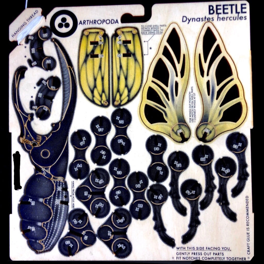 Beetle Puzzle Model
