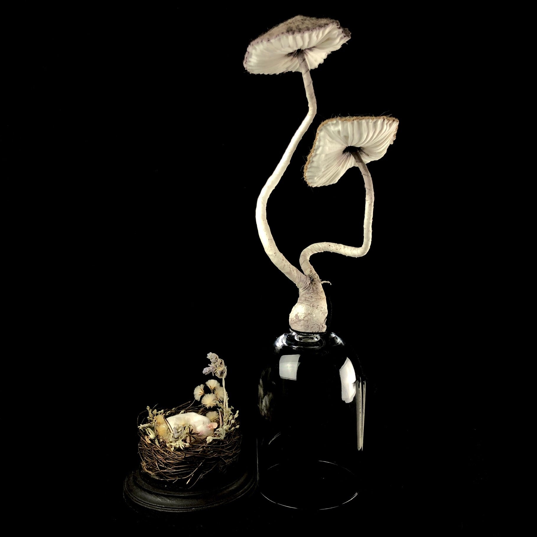 Glass lid with mushrooms removed from base with mouse sculpture sitting side by side