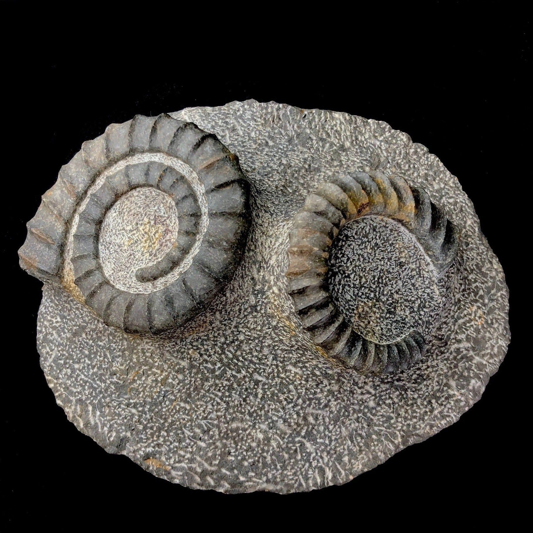 Top view of Uncoiled Ammonite Fossil