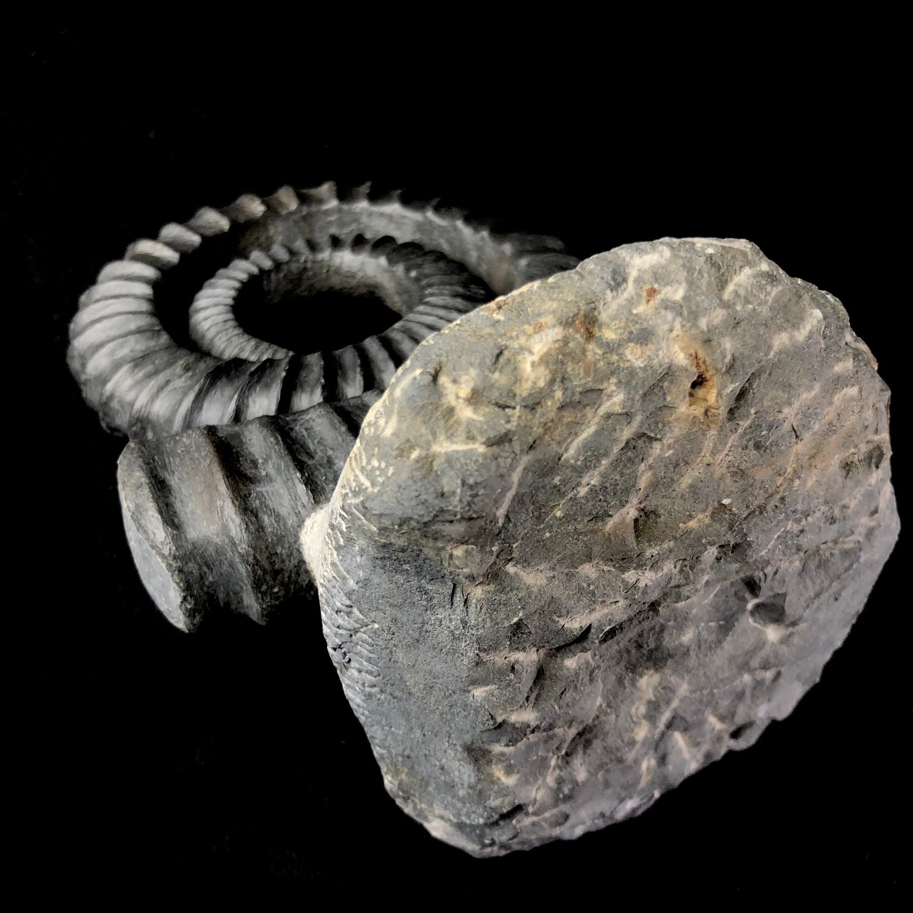 Bottom view of Uncoiled Ammonite Fossil