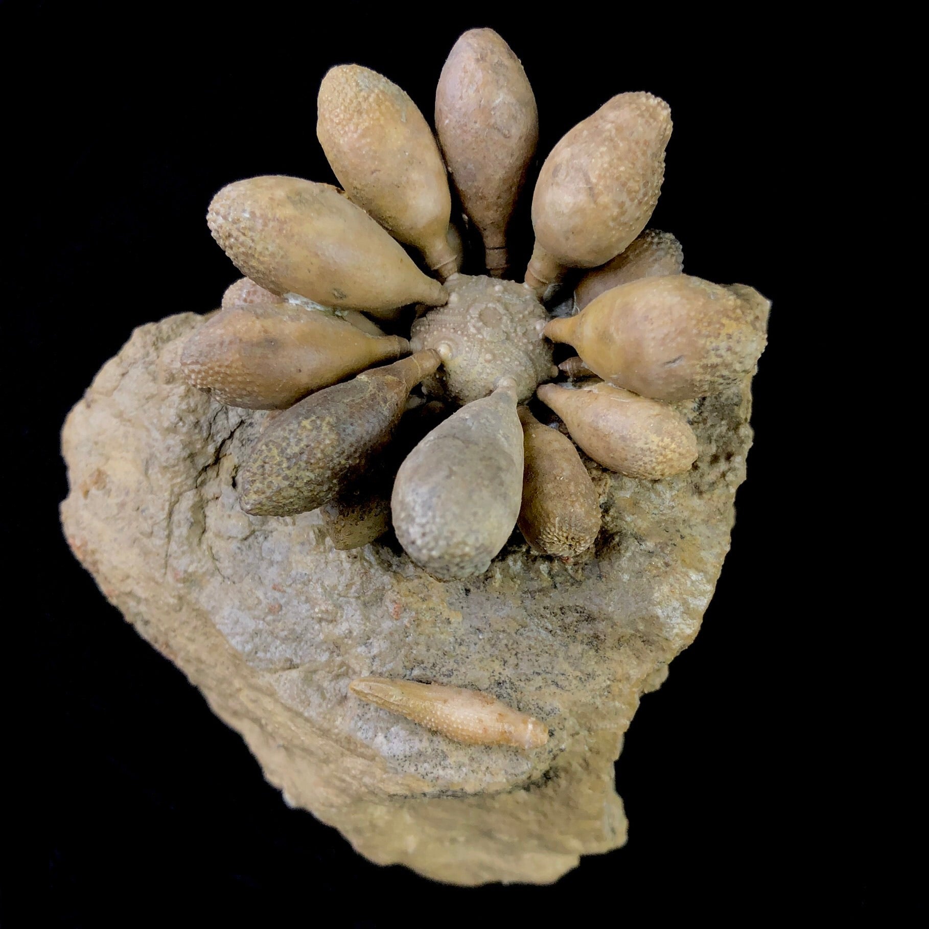 Top view of Club Urchin Fossil