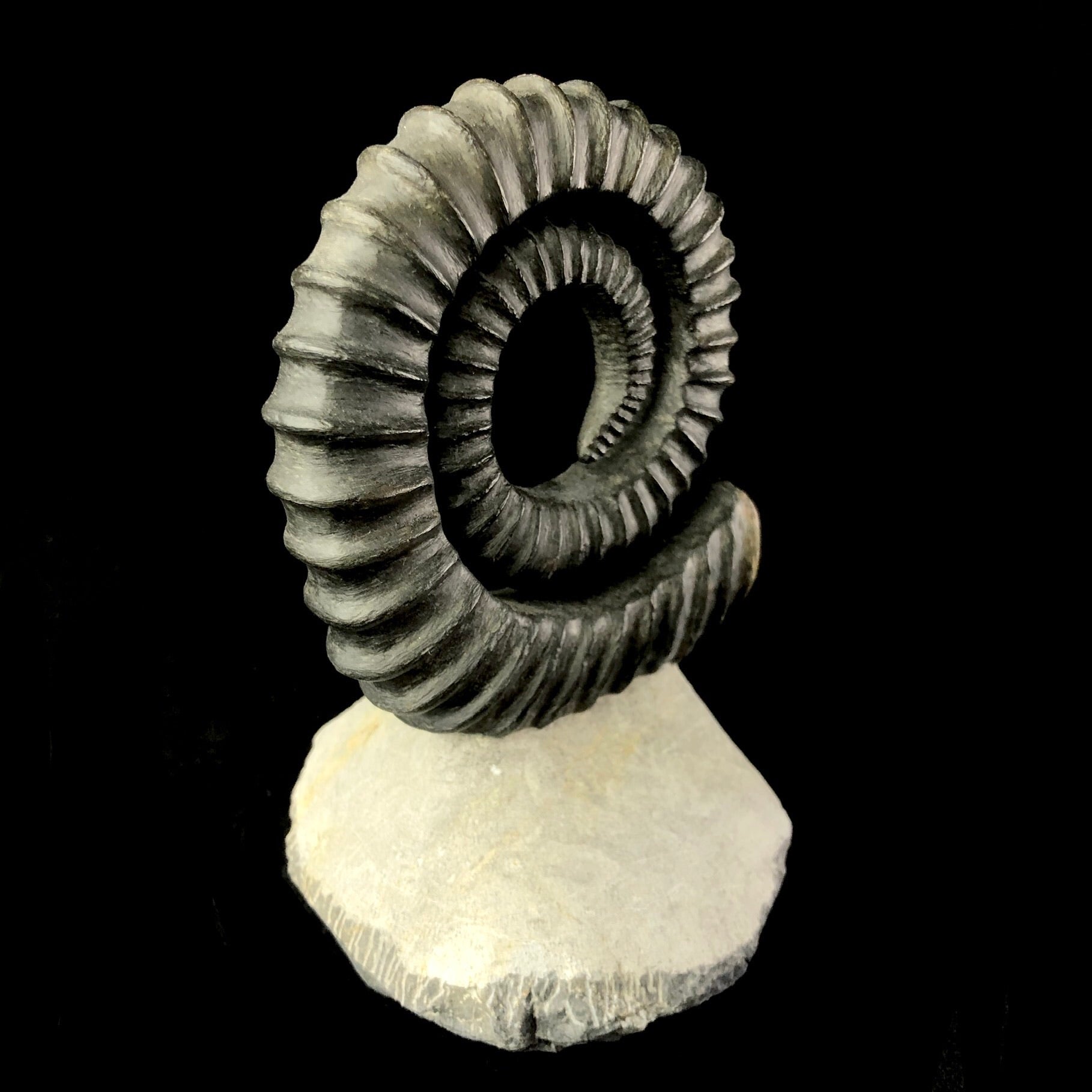 Side view of Uncoiled Ammonite Fossil