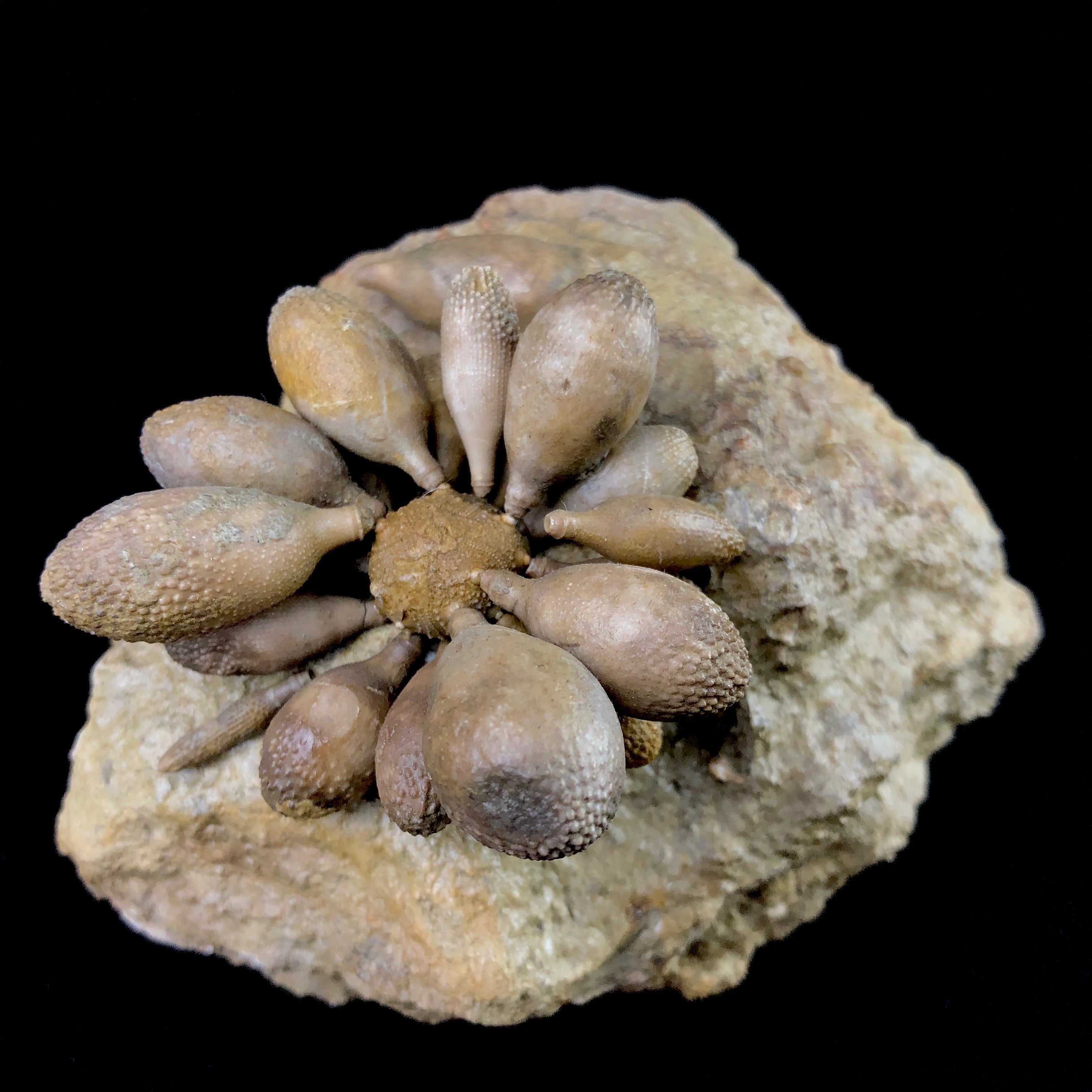 Front side view of Club Urchin Fossil