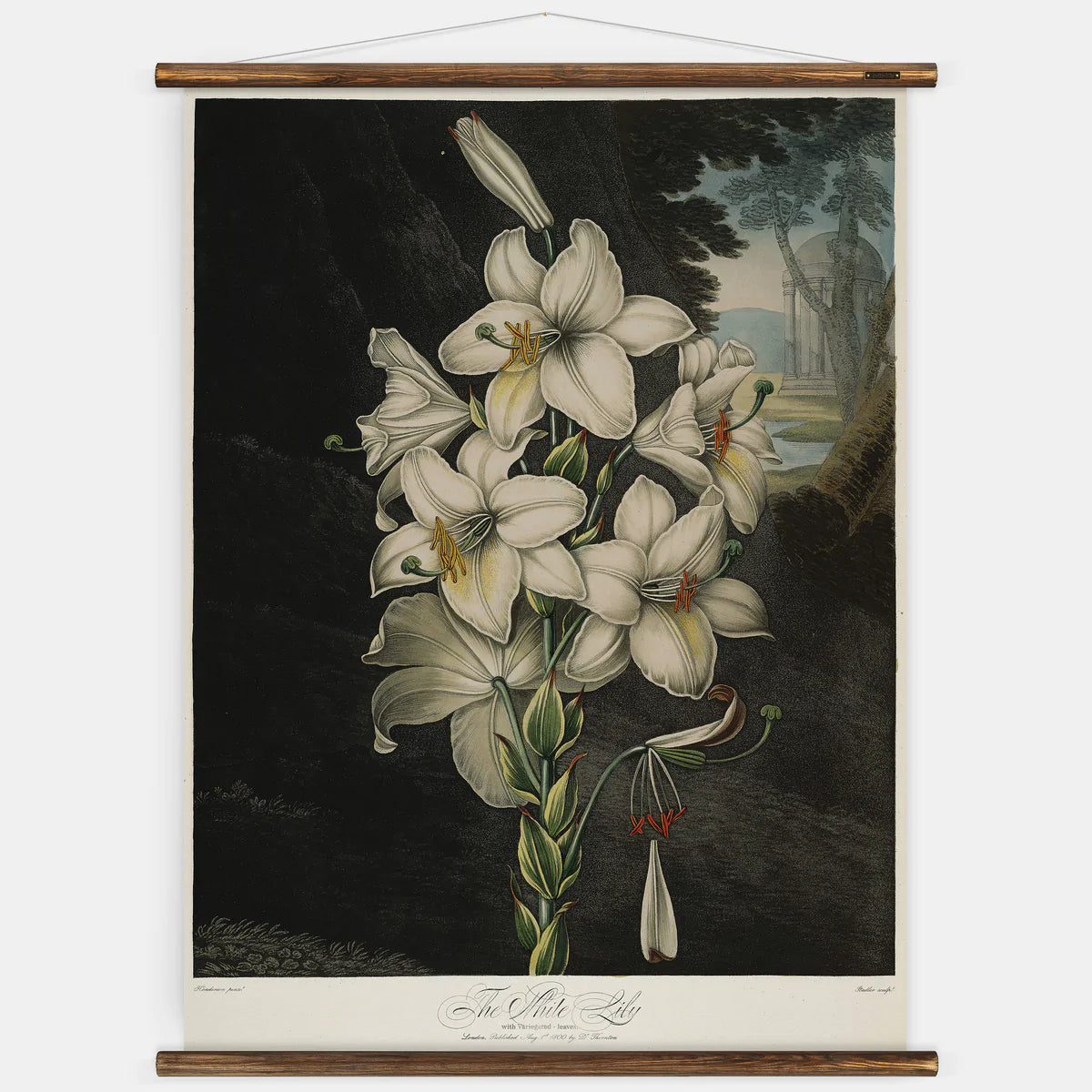 Full view of White Lily Wall Chart