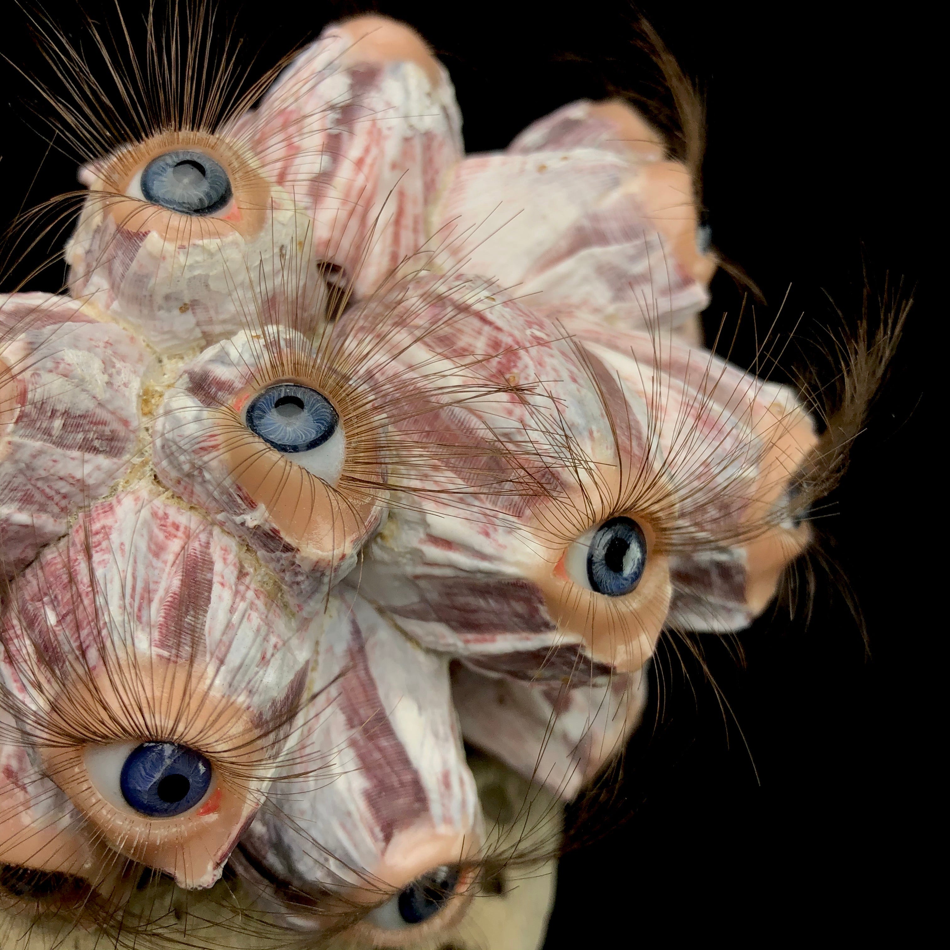 Detail image of glass eyes set into large barnacle shells